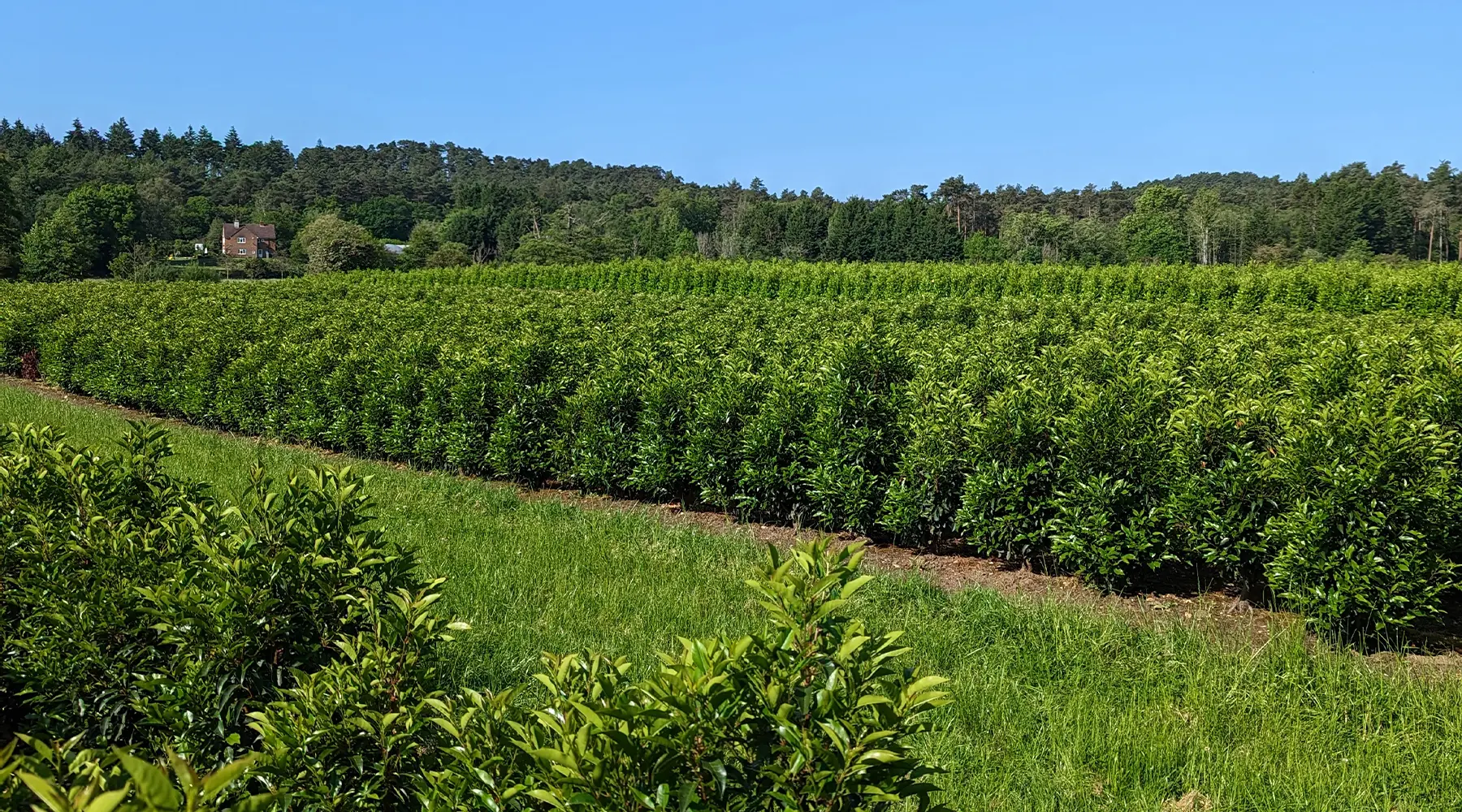 Rooted in Quality Since 1962